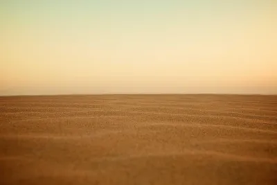 Purple lavender fields in neat rows under blue sky