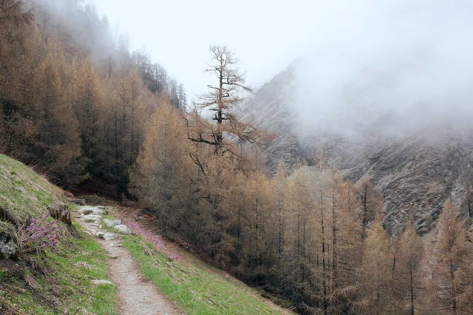 Green and purple aurora borealis over frozen landscape